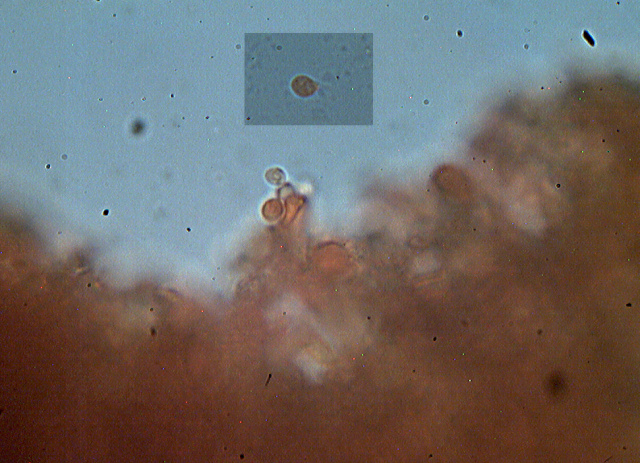 Altri funghi dal mio giardino